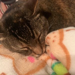 Meet your Posher, Morgan